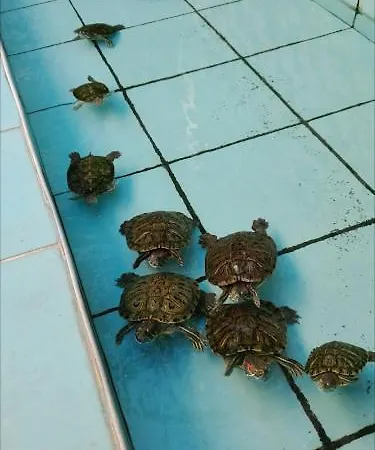 Baylan 伊兹密尔